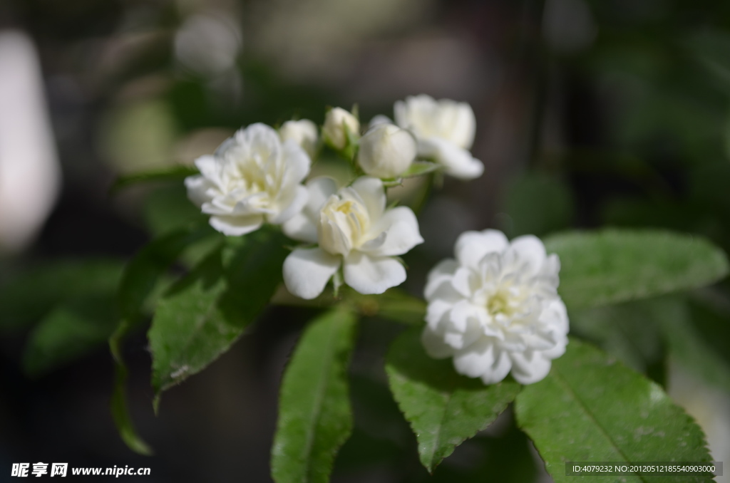 小白花