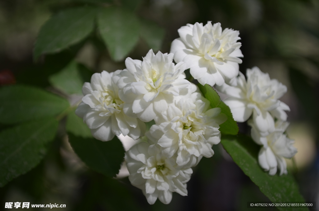 小白花