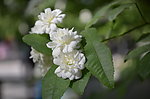 小白花