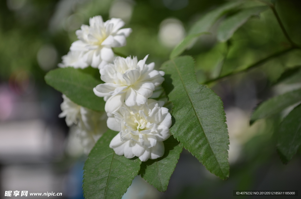 小白花