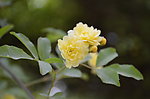 小黄花