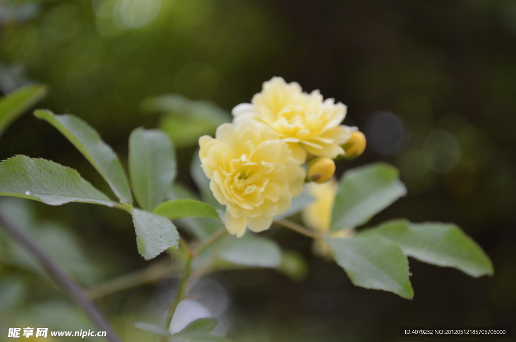 小黄花