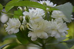 小白花