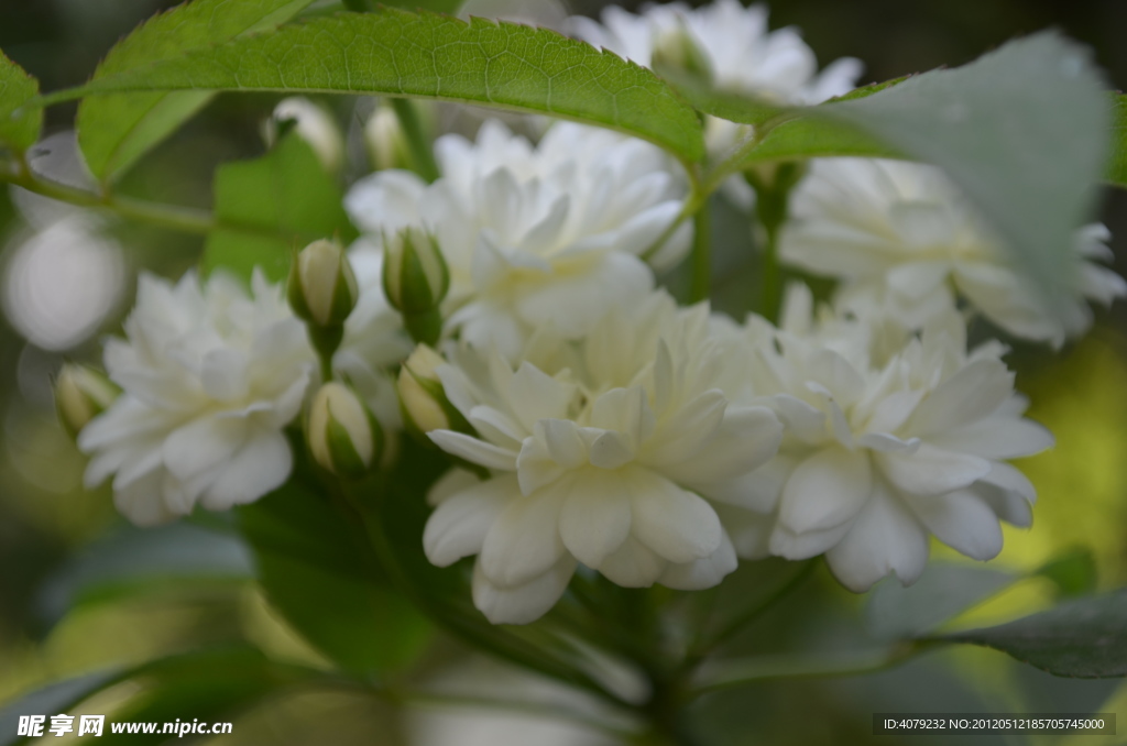 小白花