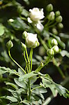 小花蕾