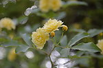 小黄花