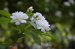 小白花