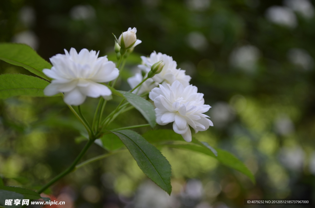 小白花