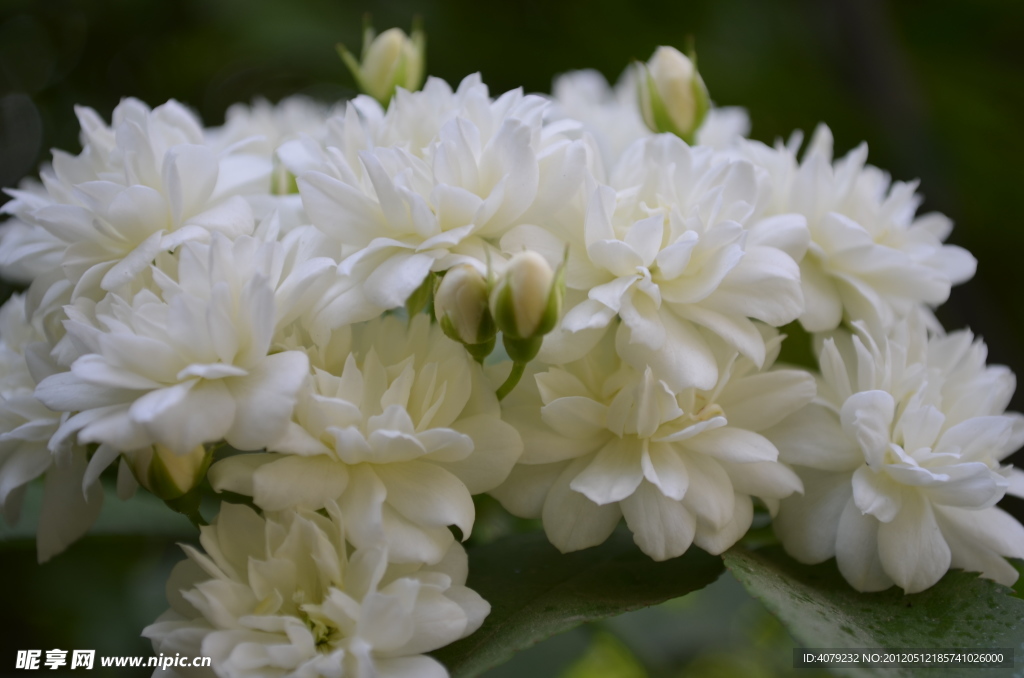 小白花