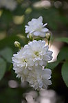 小白花