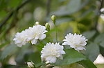 小白花