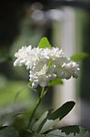 小白花
