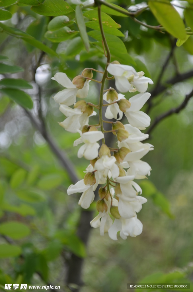 槐花
