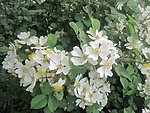 蔷薇花