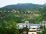 花果山茶园