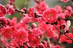 海棠花