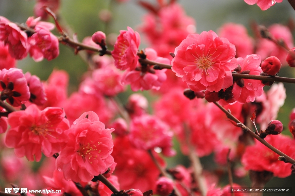海棠花