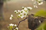 春暖花开