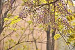 丁香花