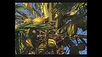 热带植物