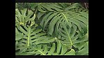 热带植物