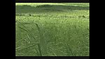 热带植物