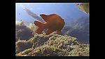 海底生物