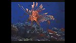 海洋生物