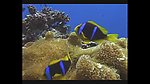 海洋生物