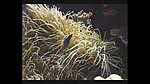 海洋生物