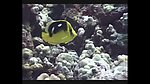 海洋生物