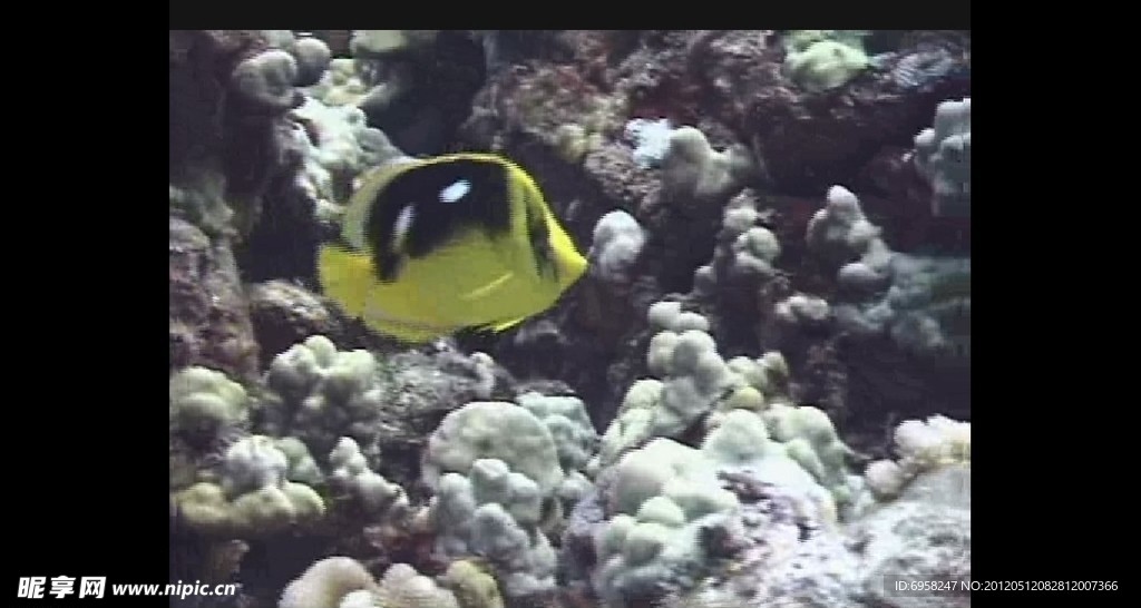海洋生物