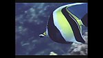 海洋生物