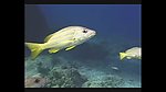 海洋生物