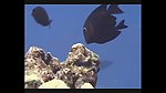 海洋生物