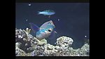 海洋生物