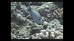 海洋生物