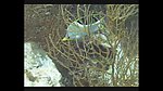 海洋生物