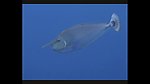 海洋生物