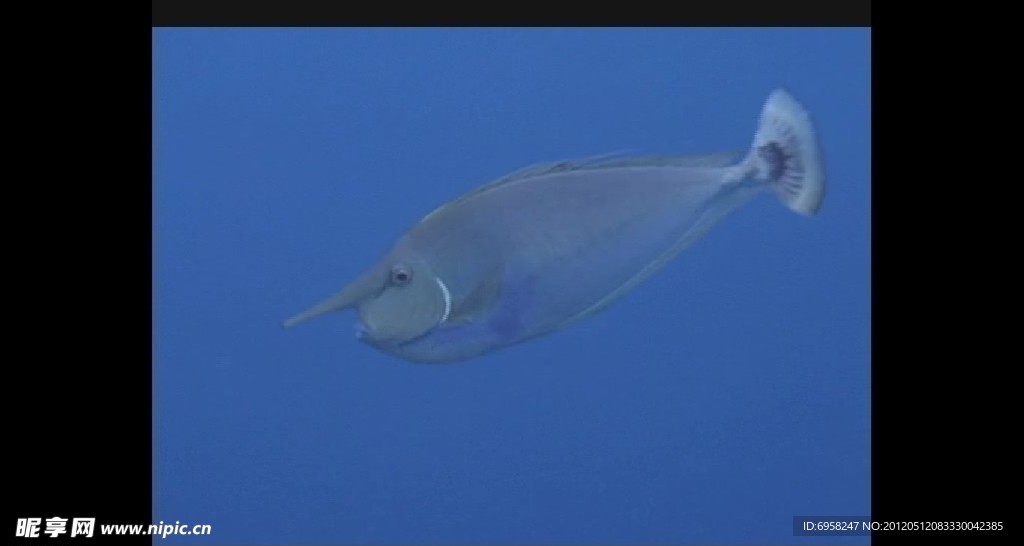 海洋生物