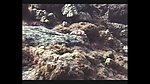 海洋生物