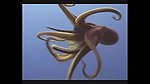 海洋生物