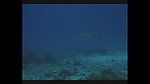 海洋生物