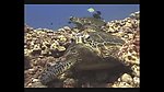 海洋生物