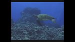 海洋生物