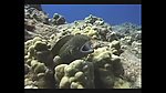 海洋生物