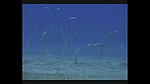 海洋生物