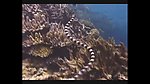 海洋生物