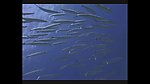 海洋生物