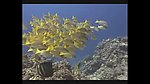 海洋生物